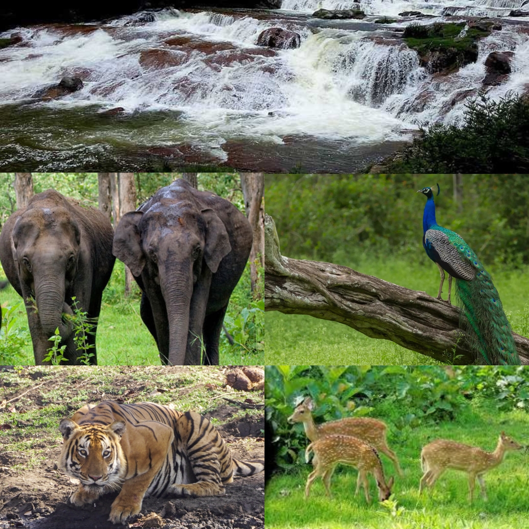 mudhumalai
